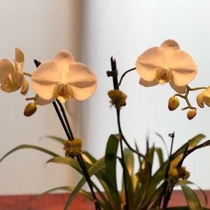 Meet your Posher, Jean